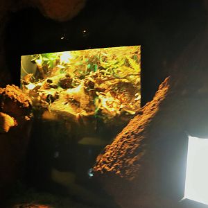 Sydney Funnel-web Spider Enclosure