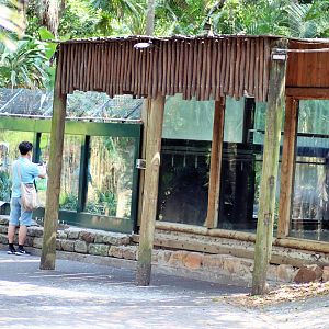 Saltwater Crocodile Enclosure