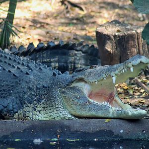 Saltwater Crocodile (Crocodylus porosus)