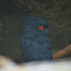 Palm Cockatoo (Probosciger aterrimus)