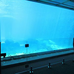 Great Southern Oceans- Seal Viewing Window