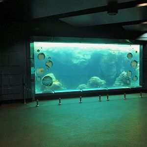 Great Southern Oceans- Penguin Viewing Window