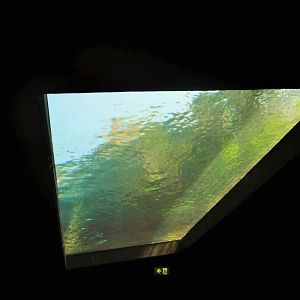 Great Southern Oceans- Overhead Penguin Viewing Window