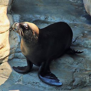 Male Australian Sea Lion (Neophoca cinerea)
