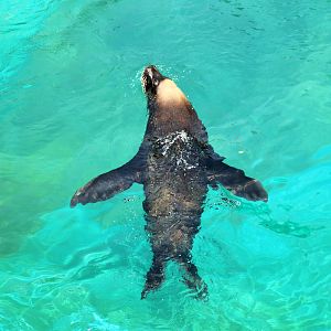 Male Australian Sea Lion (Neophoca cinerea)