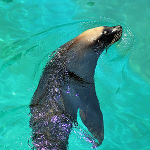 Male Australian Sea Lion (Neophoca cinerea)
