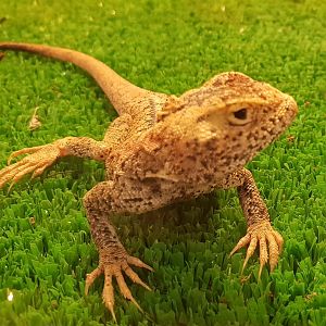 Phrynocephalus przewalski