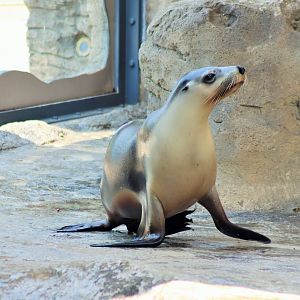 Female Australian Sea Lion (Neophoca cinerea)