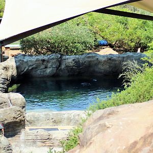 Great Southern Oceans- Penguin Enclosure