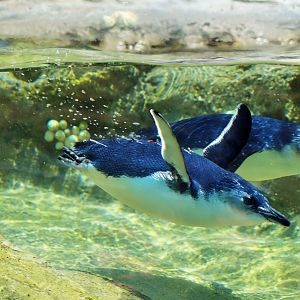Little Penguins (Eudyptula minor)