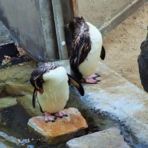 Fiordland Penguins (Eudyptes pachyrhynchus)