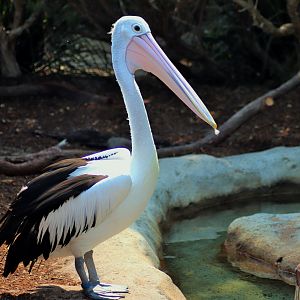 Australian Pelican (Pelecanus conspicillatus)