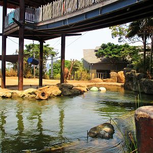 Asian Elephant Enclosure