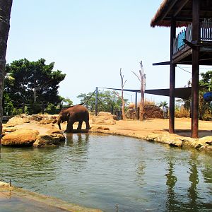Asian Elephant Enclosure