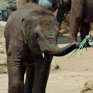 Jai Dee the Asian Elephant Calf (Elephas maximus)