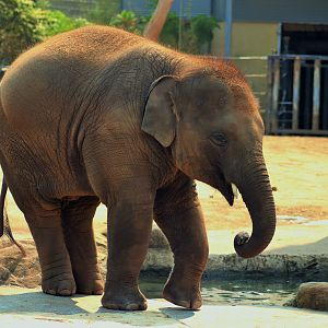 Jai Dee the Asian Elephant Calf (Elephas maximus)