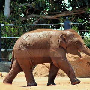 Jai Dee the Asian Elephant Calf (Elephas maximus)