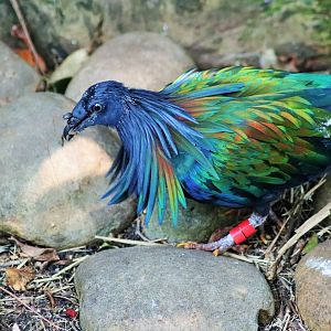 Nicobar Pigeon (Caloenas nicobarica)
