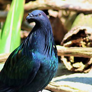 Nicobar pigeon (Caloenas nicobarica)