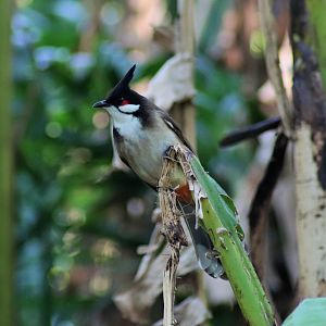 Red-whiskered Bulbul (Pycnonotus jocosus)