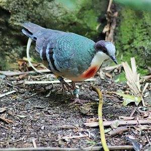 Luzon Bleeding-heart Dove (Gallicolumba luzonica)