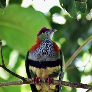 Superb Fruit Dove (Ptilinopus superbus)