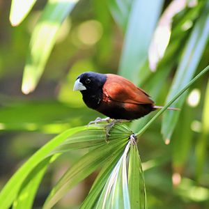 Black-headed Munia (Lonchura atricapilla)