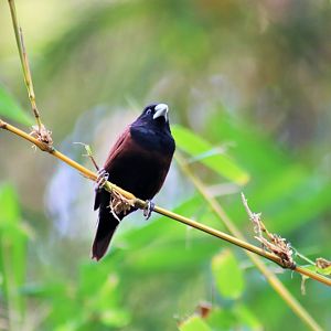 Black-headed Munia (Lonchura atricapilla)