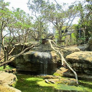 Francois' Langur Enclosure
