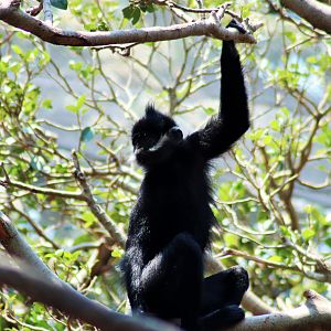 Francois' langur (Trachypithecus francoisi)