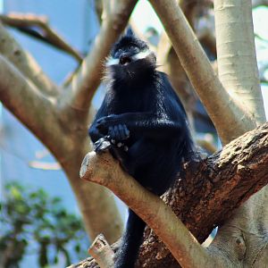 Francois' langur (Trachypithecus francoisi)