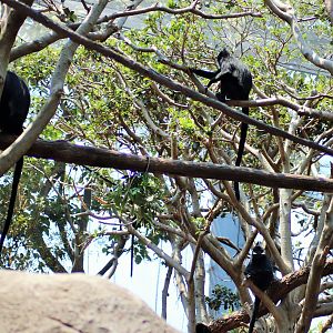 Francois' Langur Enclosure