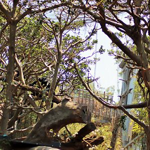 Francois' Langur Enclosure