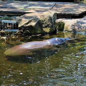 Pygmy Hippopotamus (Choeropsis liberiensis)