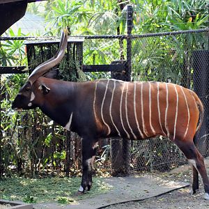 Eastern Bongo (Tragelaphus eurycerus isaaci)
