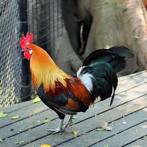 Red Junglefowl (Gallus gallus)