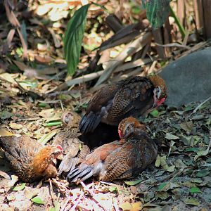 Red Junglefowl (Gallus gallus)