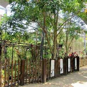 White-cheeked Gibbon Enclosure