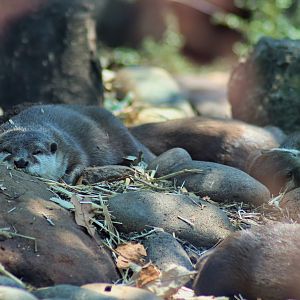Asian Small-clawed Otters (Aonyx cinereus)