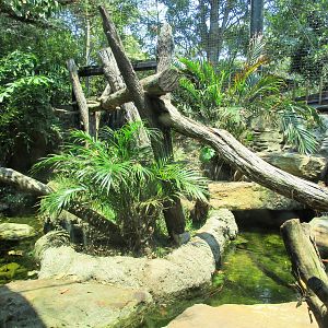 Fishing Cat Enclosure