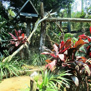 Fishing Cat Enclosure