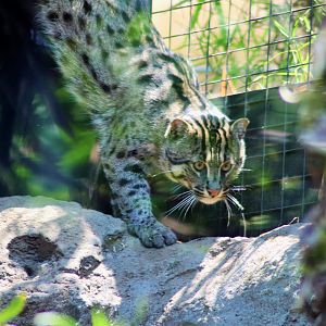 Fishing Cat (Prionailurus viverrinus)