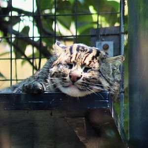 Fishing Cat (Prionailurus viverrinus)