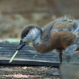 Ruddy Shelduck Duckling (Tadorna ferruginea)
