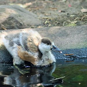 Ruddy Shelduck Duckling (Tadorna ferruginea)