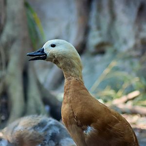 Ruddy Shelduck (Tadorna ferruginea)