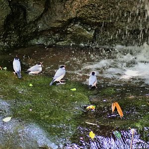 Bathing Java Sparrows (Lonchura oryzivora)