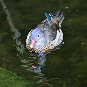 Female Mandarin Duck (Aix galericulata)