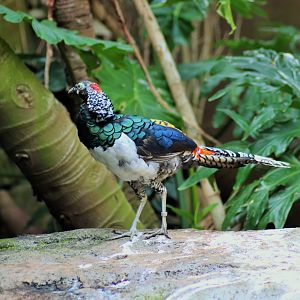 Lady Amherst's Pheasant (Chrysolophus amherstiae)