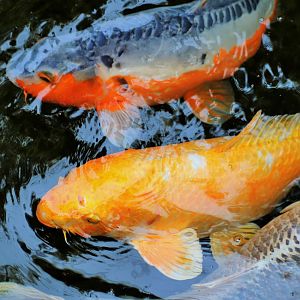 Koi (Cyprinus carpio)